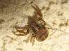 141269 – Photo : The Ghost Nightjar – France (56)