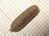 141661 – Photo : The Ghost Nightjar – France (56)