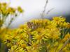 141041 – Photo : Nicolas Baudet – France (39)