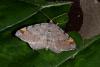 141045 – Photo : Michel Ehrhardt – France (68)