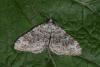 141044 – Photo : Michel Ehrhardt – France (68)