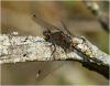 141001 – Photo : Benoit Guillon – France (86)