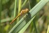 Sympetrum striolatum