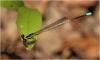 Minagrion ribeiroi