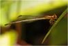 Minagrion ribeiroi