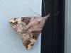 141056 – Photo : Bobabar – France (95)