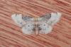 141069 – Photo : Dominique THAUVIN – France (85)