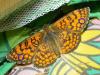 141089 – Photo : Nicolas12 – France (12)