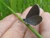 Cyaniris semiargus