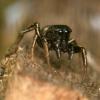 141047 – Photo : Thomas Roppenecker – Belgique