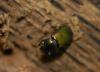 141445 – Photo : Maxime Zucca – France (78)