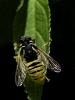141826 – Photo : Alain Chappuis – France (74)