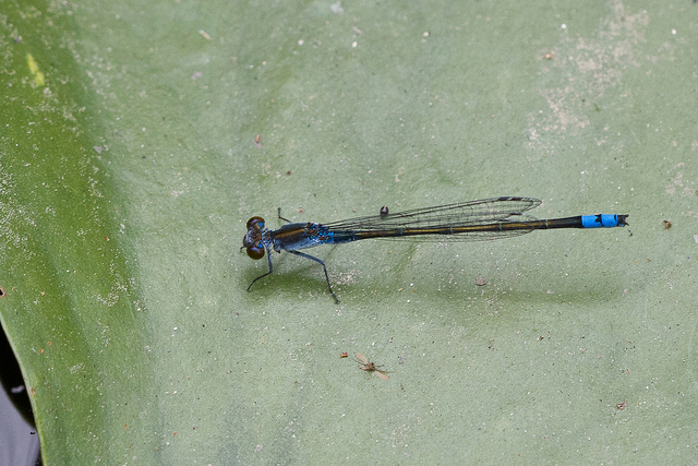 Christian Dutto - Paracercion calamorum - réf. 141406 (640 x 427 pixels, 176 ko)