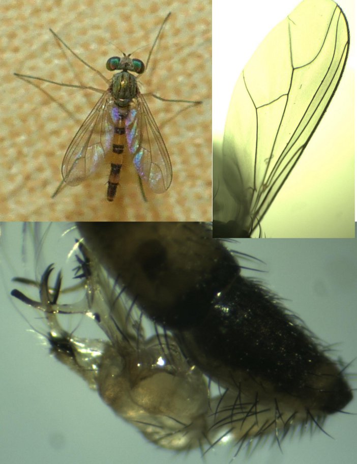 Luc Bettinelli - Sciapus heteropygus - réf. 141036 (702 x 912 pixels, 85 ko)