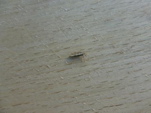 Plutella xylostella