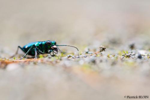 Réf. 142 555 : Cicindela sexguttata