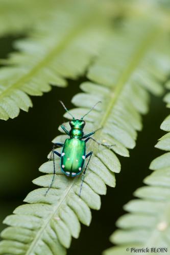 Réf. 142 556 : Cicindela sexguttata