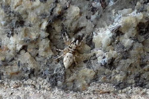 Salticus sp.