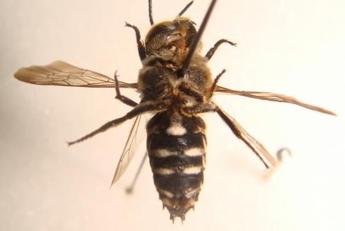 Coelioxys conoidea