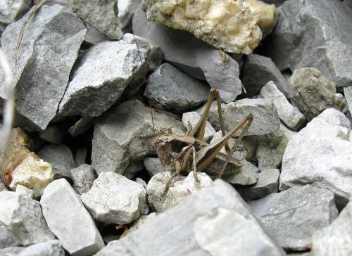 Réf. 142 460 : Platycleis albopunctata