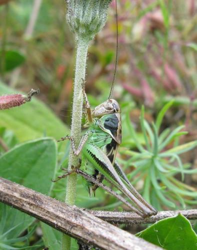 Réf. 142 610 : Platycleis albopunctata albopunctata