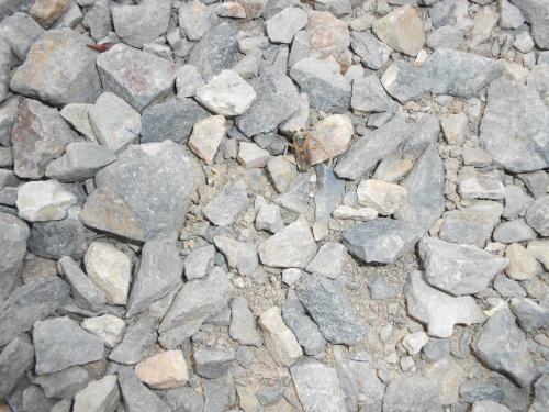 Réf. 142 435 : Notonecta maculata