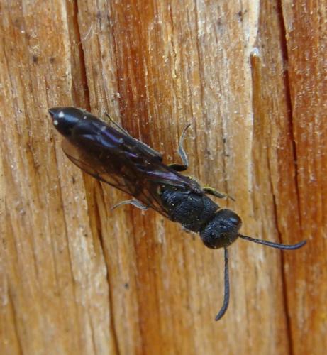 Réf. 142 183 : Sapygina decemguttata