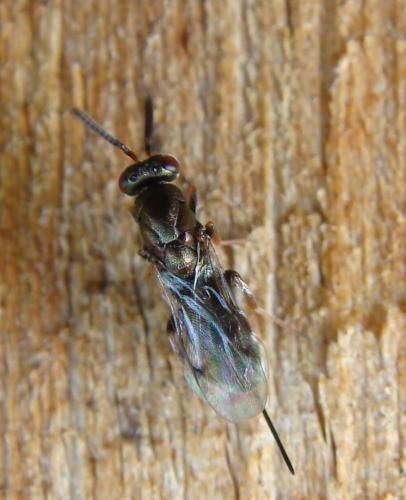 Monodontomerus sp.