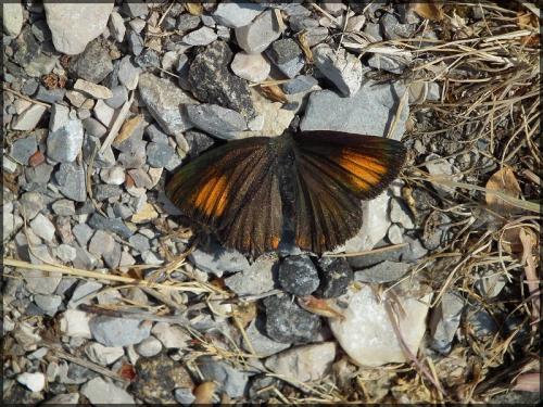 Réf. 142 808 : Satyrium ilicis