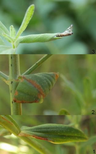 Réf. 142 228 : Euspilapteryx auroguttella