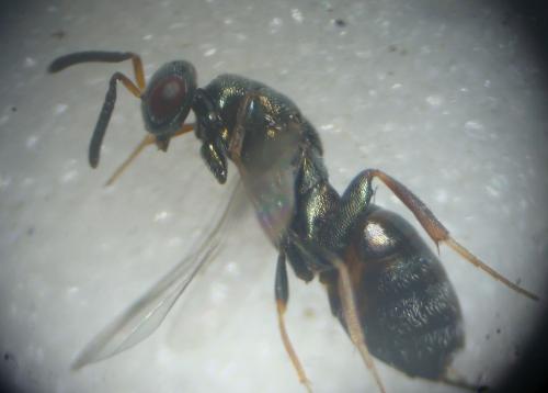 Monodontomerus sp.