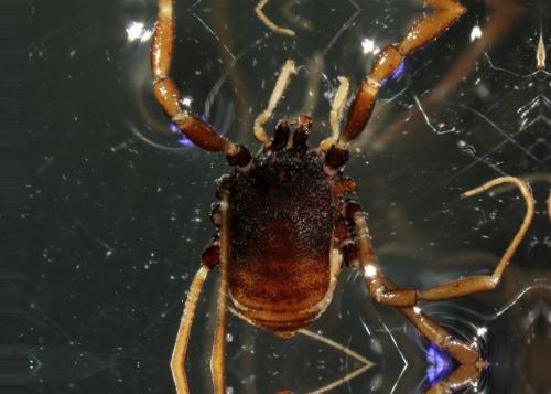 Histricostoma argenteolunulatum