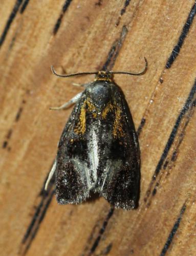 Réf. 142 710 : Ptycholoma lecheana