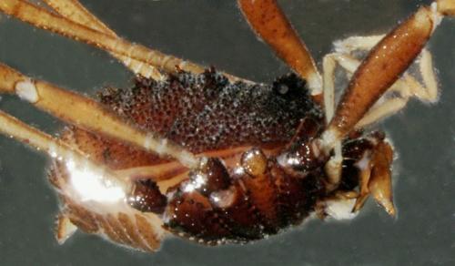 Histricostoma argenteolunulatum