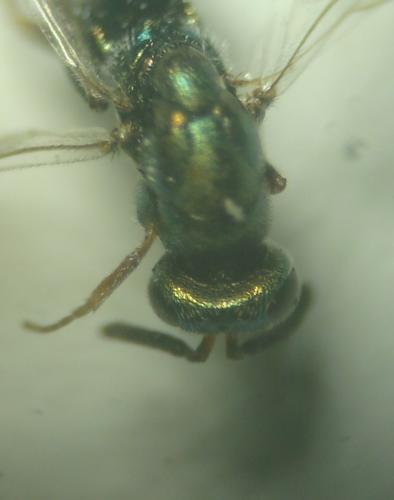 Monodontomerus sp.