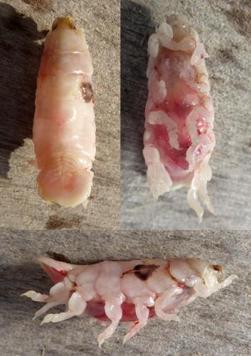 Réf. 142 527 : Ceratothoa sp.