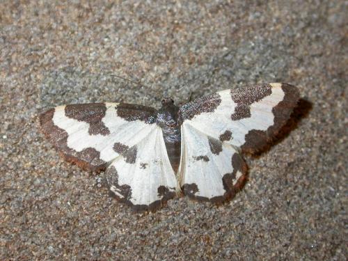 Réf. 142 552 : Lomaspilis marginata