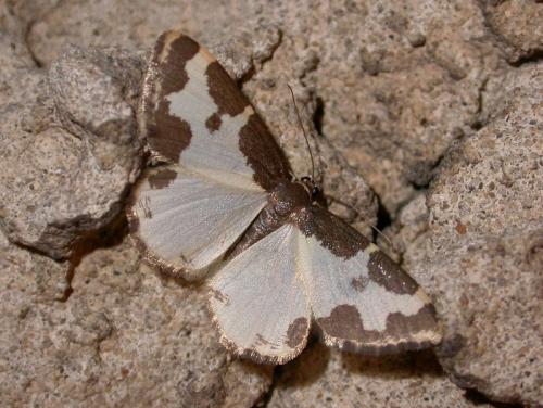 Réf. 142 553 : Lomaspilis marginata