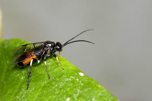 Réf. 142 281 : Nematus sp.