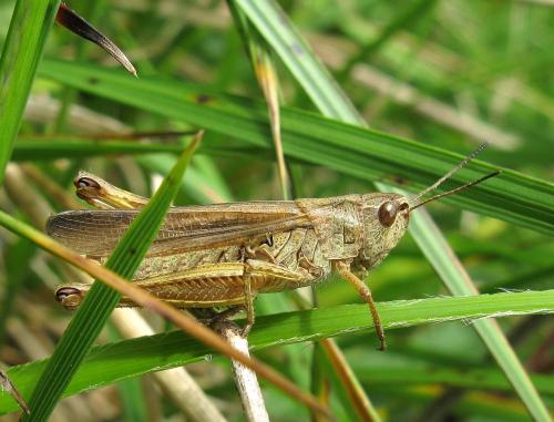 Réf. 142 971 : Stauroderus scalaris scalaris