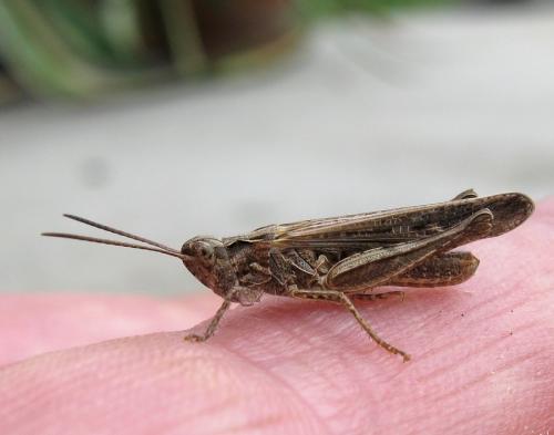 Chorthippus brunneus brunneus