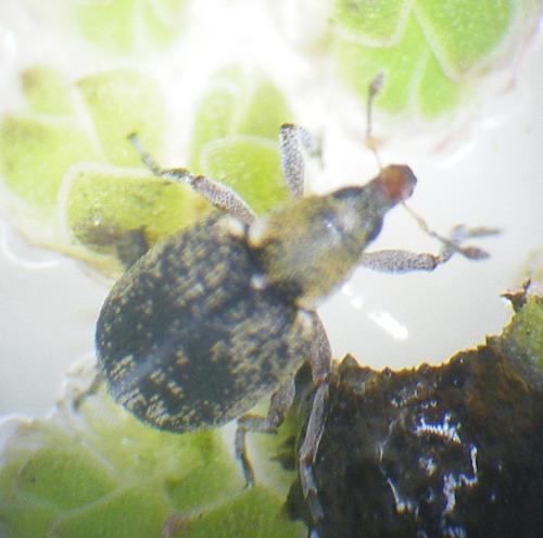 Stenopelmus rufinasus