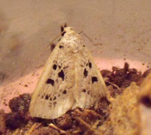 Réf. 142 588 : Herminodes atrosignata