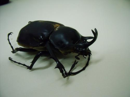 Megasoma acteon
