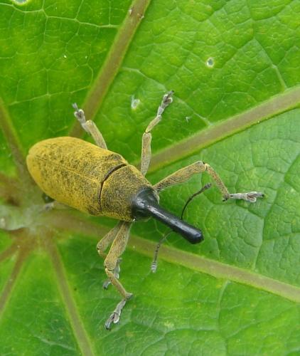 Réf. 142 776 : Lixus pulverulentus