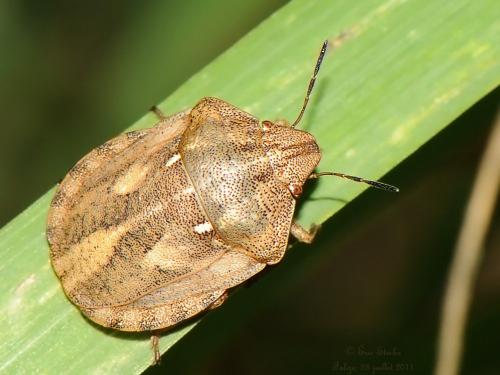 Réf. 142 768 : Eurygaster testudinaria