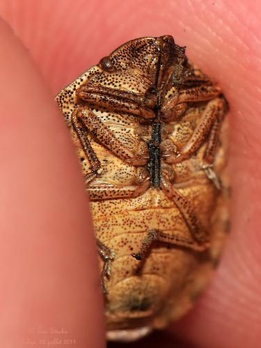 Eurygaster testudinaria