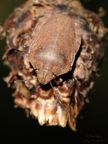 Réf. 142 719 : Eurygaster testudinaria