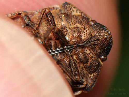 Eurygaster testudinaria