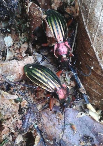 Réf. 142 083 : Carabus auronitens